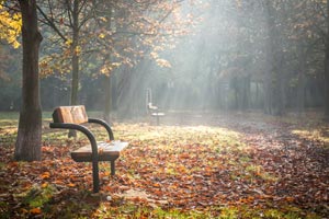 A sunlit bench in a park